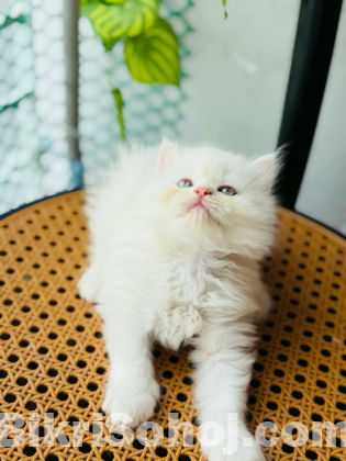 Persian cat
